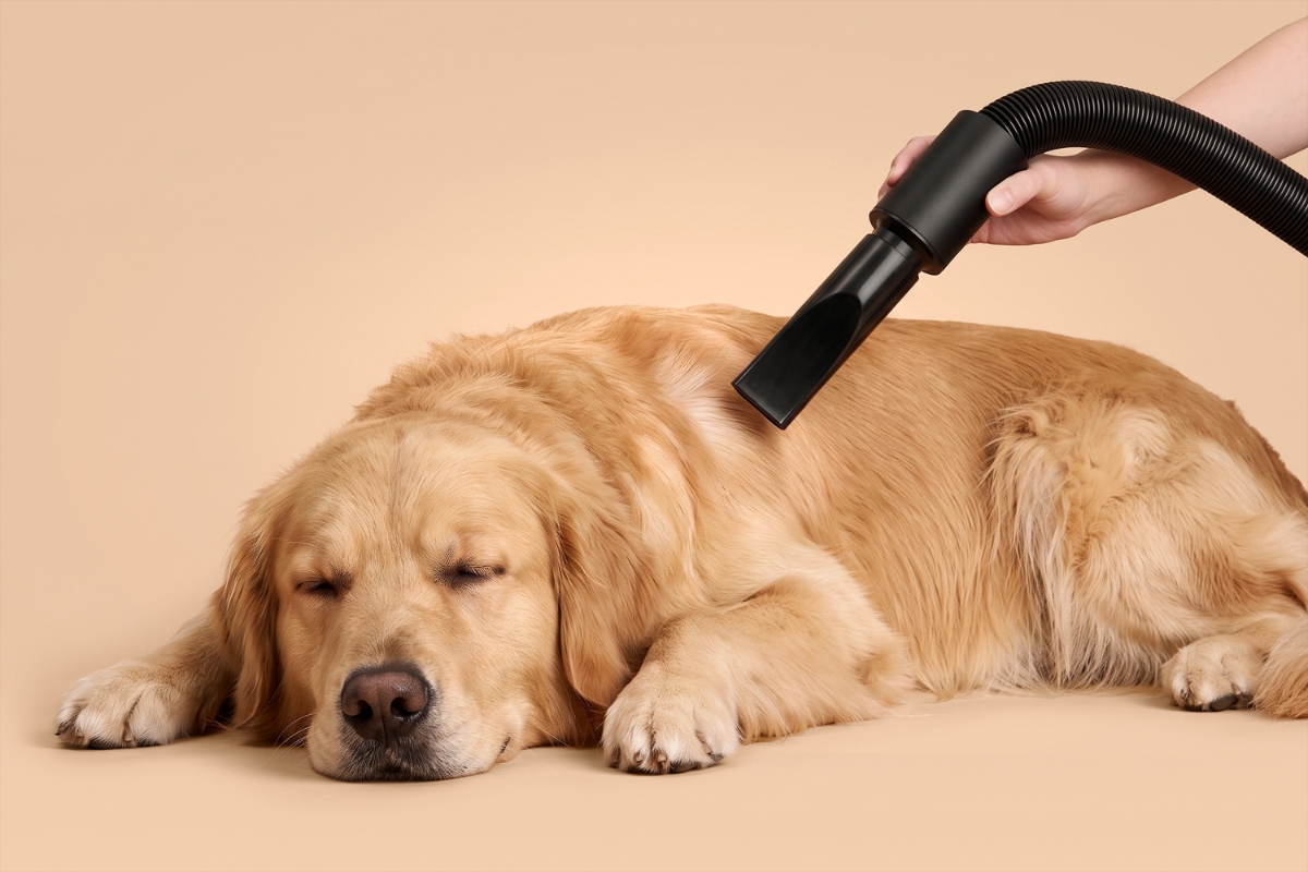 A golden retriever laying on a beige floor with a beige background with a black vacuum crevice nozzle vacuuming the dog and a hand holding the vacuum nozzle