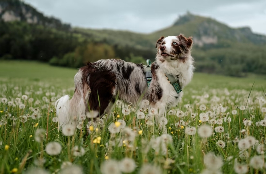 Tractive Dog XL GPS-tracker Til Hund, Grøn - Power.dk