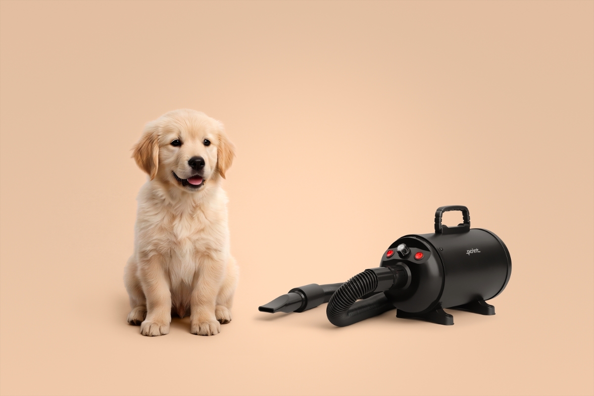 A beige background with a golden retriever puppy sitting and watching near the camera and a black Point Pet Fluff grooming blow dryer next to it
