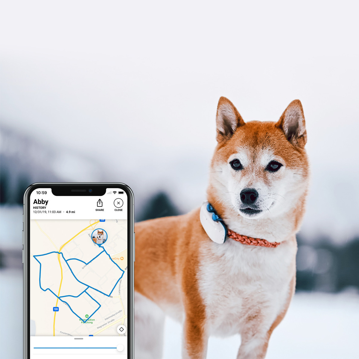 shiba inu live tracker