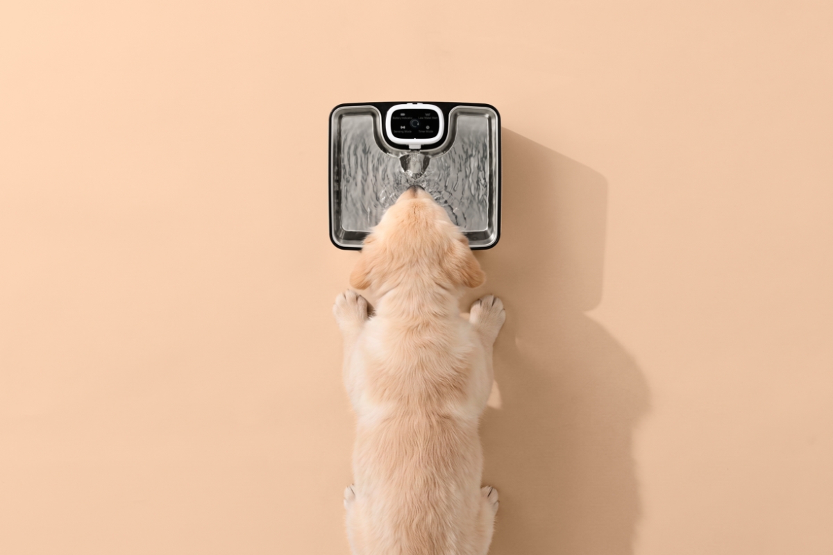POINT PET HYDRATE WIRELESS FOUNTAIN A golden retriever drinking from a Point Pet Hydrate water fountain with the image taken from a bird view and a beige floor
